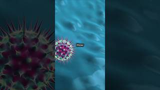 “How Your Immune System Fights Viruses” sciencescopes virus shorts [upl. by Meit]