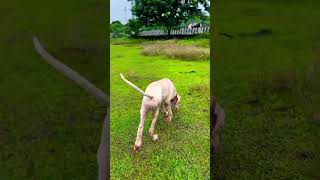 alangu doglover mastiffdog bullykutta funny rottweiler trending viralshorts 🐈 [upl. by Cuttie]