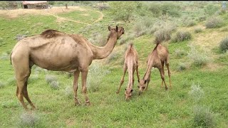 Desert Camels are eating Grass in Thar Desert  The Beautiful scene Of Desert Thar and Camels [upl. by Bryana757]