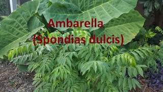 Ambarella Spondias dulcis [upl. by John]