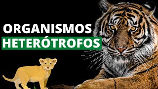 ¿Qué son los organismos heterótrofos y cuáles son sus características Ejemplos🐯 [upl. by Argile]