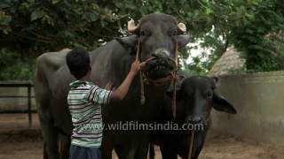 Yograj  Father of a bull worth Rs 9 crore [upl. by Lanita]