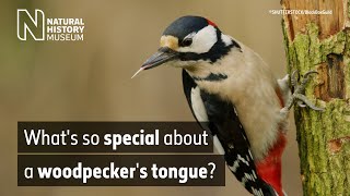 Whats so special about a woodpeckers tongue  Natural History Museum [upl. by Troc216]