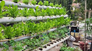 Hydroponic vertical setup 🔥 हाइड्रोपोनिक में वर्टिकल सेटअप कैसे तैयार करें 🔥 How to Hydroponic [upl. by Marjy]