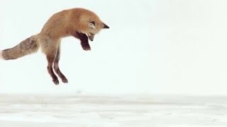 Fox Dives Headfirst Into Snow In Slow Motion [upl. by Inacana]