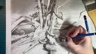 Week 3 of Drawing Trees Alpine Whitebark Pine [upl. by Dnalro]