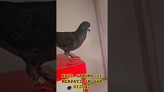 SPIL GARONG JR MERPATI DITAWAR 2M GAK DIJUAL GARINGJR [upl. by Dragoon]