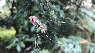 Japanese Joro Spider [upl. by Moriyama89]