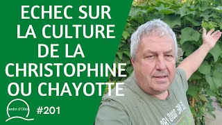 201Echec sur la culture de la Christophine ou Chayotte [upl. by Lemieux]