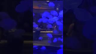 SHARK REEF AQUARIUM AT MANDALAY BAY LAS VEGAS [upl. by Lazar]