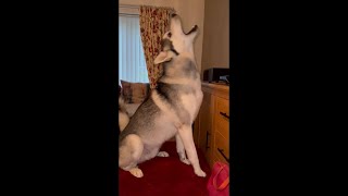 Our awesome 3 huskies howling again [upl. by Eirehs106]