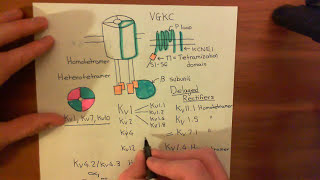 The Cardiac Action Potential Part 6 [upl. by Vizza]