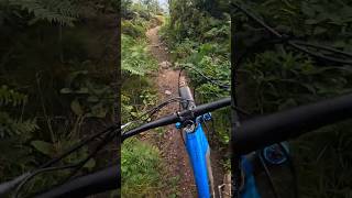 MTB trails so good 🔥🤟 mtb mountainbike [upl. by Nevar]