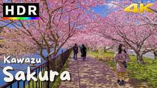 4K HDR Japan Cherry Blossoms  Kawazu Sakura [upl. by Hollander160]