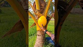 small tree yellow coconut cutting asmr satisfying youtubeshorts [upl. by Edwards]