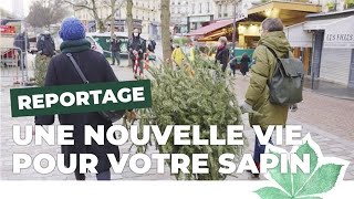 Comment recycler votre sapin de Noël à Paris   Paris Nature 🌱  Ville de Paris [upl. by Gardas]