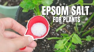 What are the benefits of using Epsom salt  Is Epsom salt being good for your plants [upl. by Alemrac]