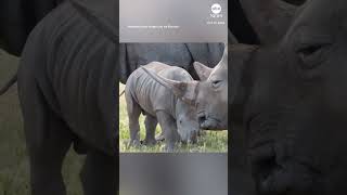 Baby rhino transitions to outside enclosure at Australia zoo [upl. by Seitz]