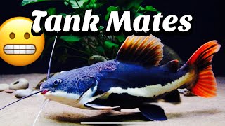 My Redtail Catfish Tank Mates Criteria [upl. by Eelsnia]