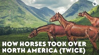 How Horses Took Over North America Twice [upl. by Hoffmann]