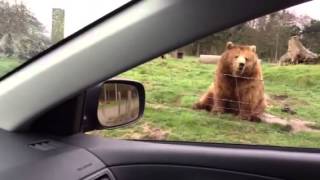 Waving bear at Olympic game farm [upl. by Amian]