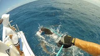 Palmyra Atoll Shark MarkRecapture Study Donor Video [upl. by Anaert]