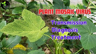 Mosaic Virus in Plants  Causes Symptoms and Control in Tamil [upl. by Farris]