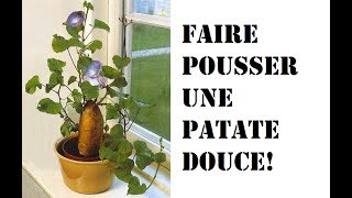 Faire pousser une patate douce [upl. by Nivri102]