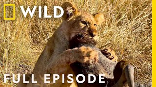 Wildlife Wars Natures Most Epic Brawls Full Episode  Animal Fight Night [upl. by Winfield]