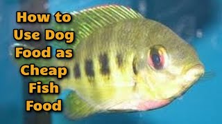 How to Use Dog Food as a Cheap Fish Food [upl. by Eadrahc]