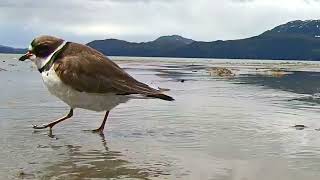 Semipalmated plover foot tremble feeding technique [upl. by Rahel]