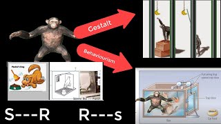 theories of learning Gestalt vs behaviourism operant vs classical conditioning نظريات التعلم [upl. by Gherardo]