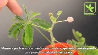 Mimosa pudica  Planta miscatoare [upl. by Ilyk]