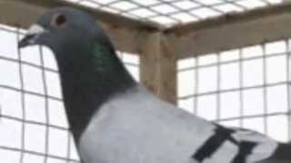 Homing Pigeons For Sale Top Bred Homing Pigeons For Sale Directly To You [upl. by Helbona624]