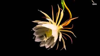 Stunning timelapse capture of nightblooming cereus flower blossom [upl. by Rehposirhc]