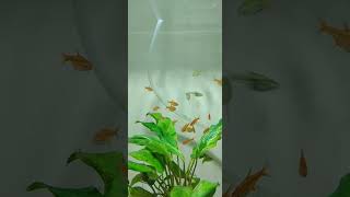 Tetra ember Hyphessobrycon amandae y Microdevario kubotai fishtank fish [upl. by Oniliuqnart131]