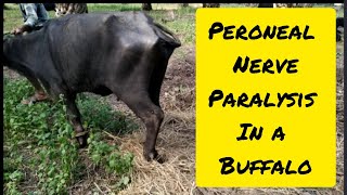 PERONEAL NERVE PARALYSIS IN A BUFFALO [upl. by Sherie255]