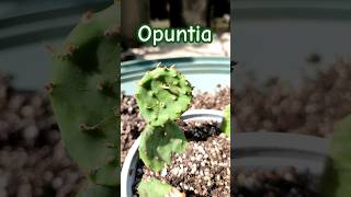 Opuntia ficus indica Feigen Kaktus 🌵 Ableger richtig setzen [upl. by Suravat]