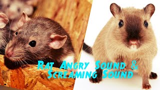 Rat Angry Sound amp Screaming Sound Effect  Rat Sound [upl. by Cherri300]