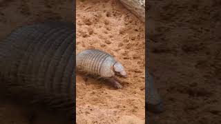 Armadillo cute animal running [upl. by Pressey335]