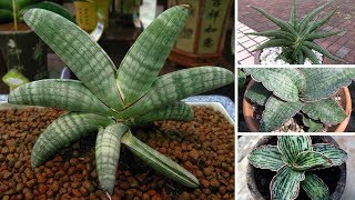 Apresentação de 5 espécies de plantas do gênero Sansevieria [upl. by Jonis515]