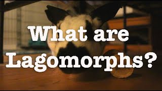 What are Lagomorphs [upl. by Hafital450]