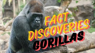 Fact Discoveries Gorillas [upl. by Afesoj]