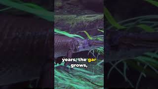 Alligator Gar Lifecycle Ancient Predators Journey shorts [upl. by Valenza]