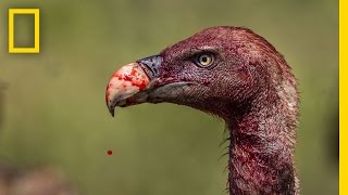 Vultures  Photographing the Antiheroes of Our Ecosystems  Exposure [upl. by Shalom]