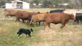 Australian Cattledog training herding cows [upl. by Hastings]