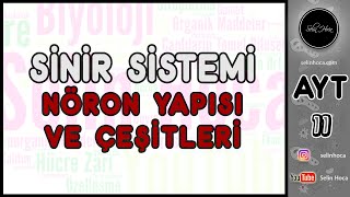 25 Bitkilerde Eşeyli Üreme 1 Tohum ve Yumurta Oluşumu [upl. by Aisatsana]