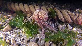 Octopus  Nature Lovers [upl. by Lea]