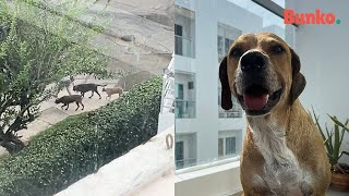 Un perrito sin hogar se unió al paseo de una familia y sus perros y esto fue lo que hicieron con él [upl. by Anirbaz813]