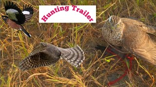 Hawk Hunting Trailer  Goshawk hunting  Falconry Attack [upl. by Areemas]